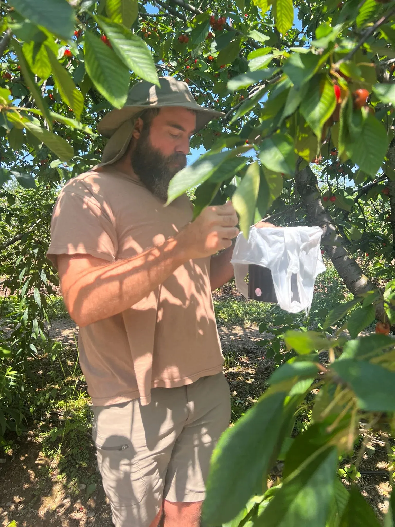 A man in a wide-brimmed hat reaching into the branches of a fruit tree in full leaf.