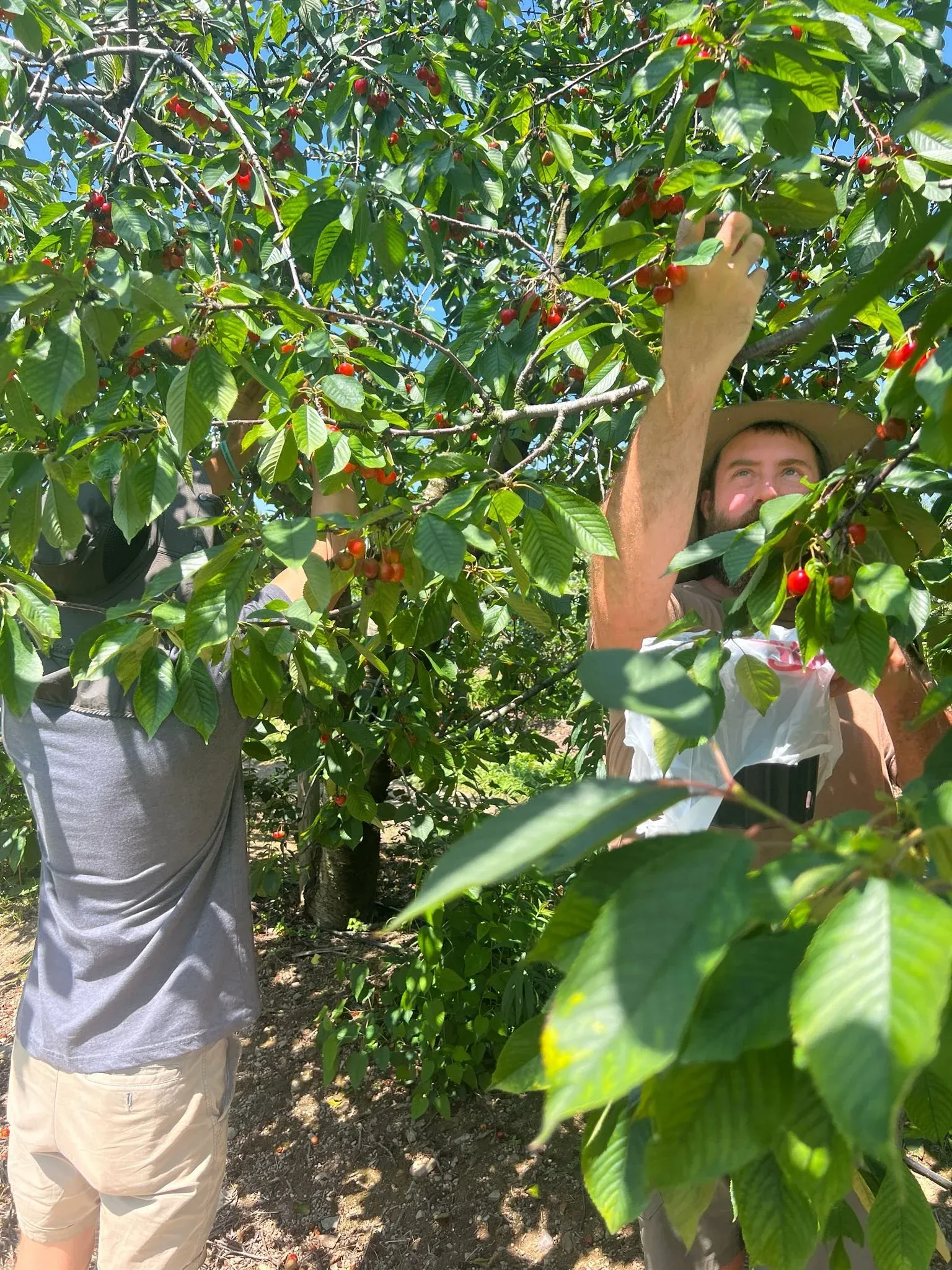 A person reaching up into a cherry tree to pick fruit, sunlight through the leaves.