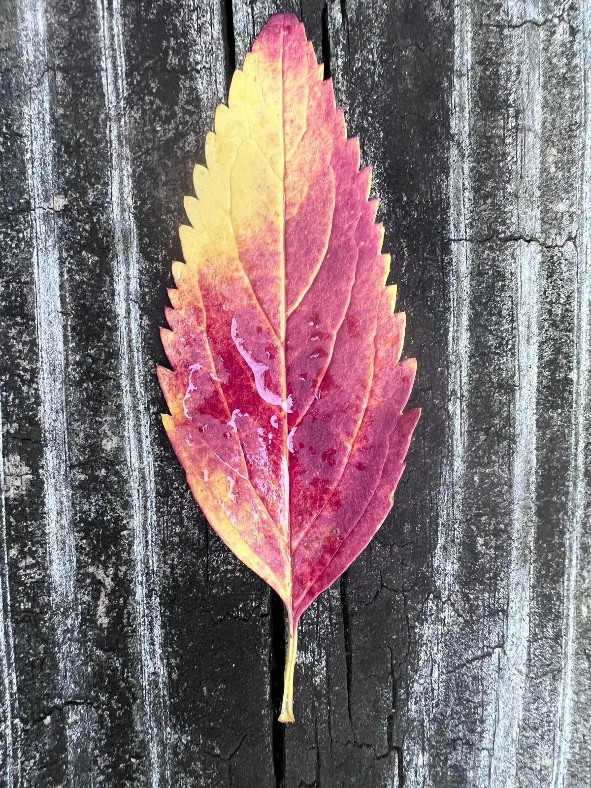 A single red and yellow leaf resting on weathered grey boards.